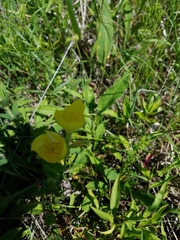 Oenothera pilosella