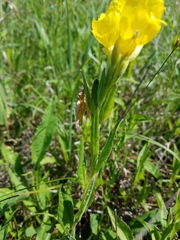Oenothera pilosella