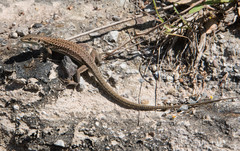 Aeolian Wall Lizard photo 3