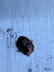 Onthophagus orpheus