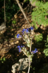Anchusa leptophylla