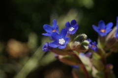 Anchusa leptophylla