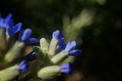 Anchusa leptophylla