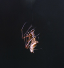 Neospintharus trigonum