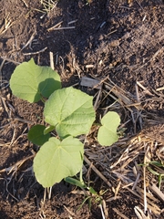 Abutilon theophrasti