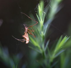 Neospintharus trigonum