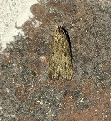 Glyphidocera juniperella