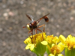 Physocephala burgessi