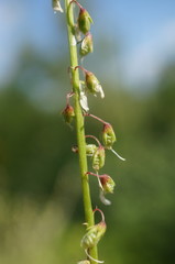Melilotus tauricus