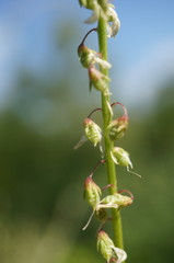Melilotus tauricus