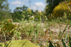Trifolium echinatum