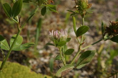 Trifolium echinatum