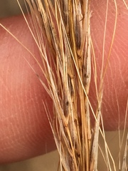 Nassella lepida
