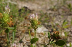 Trifolium echinatum