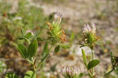 Trifolium echinatum