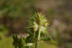 Trifolium echinatum