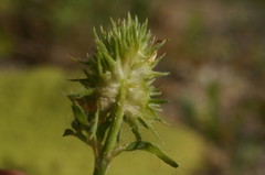 Trifolium echinatum