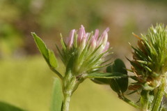 Trifolium echinatum