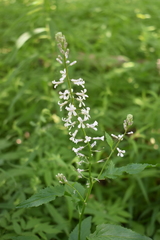 Iodanthus pinnatifidus