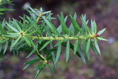Podocarpus nubigenus