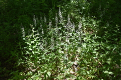 Iodanthus pinnatifidus