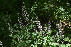 Iodanthus pinnatifidus