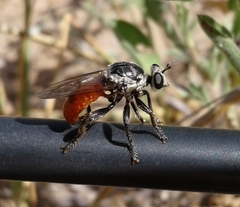 Cerotainiops abdominalis