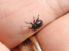 Chalcodermus inaequicollis