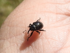 Chalcodermus inaequicollis