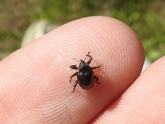 Chalcodermus inaequicollis