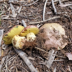 Butyriboletus primiregius