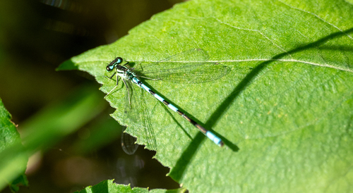 Taiga Bluet photo 4