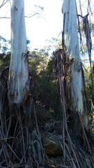 Eucalyptus oreades
