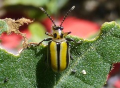Lema daturaphila