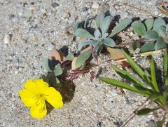 Camissoniopsis cheiranthifolia cheiranthifolia