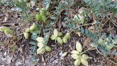 Astragalus douglasii parishii