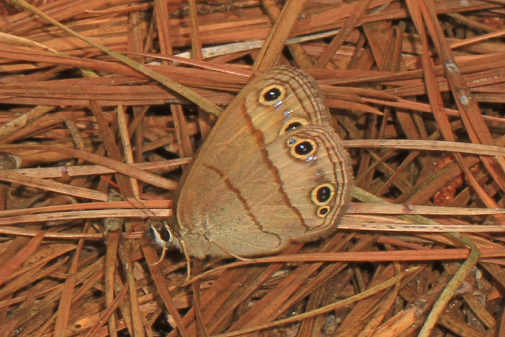 Megisto cymela viola