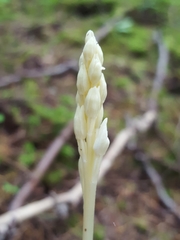 Cephalanthera austiniae