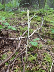 Cephalanthera austiniae