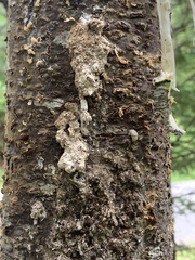 Cronartium ribicola
