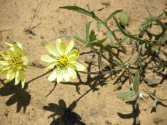 Pyrrhopappus pauciflorus