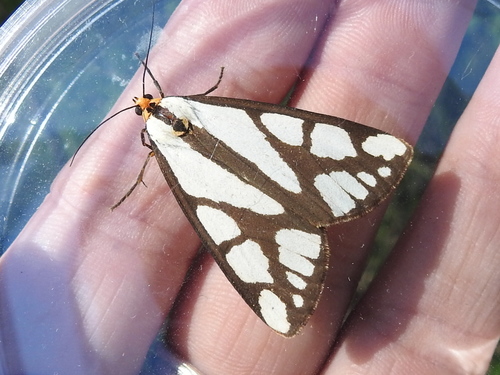 Colona Moth photo 2
