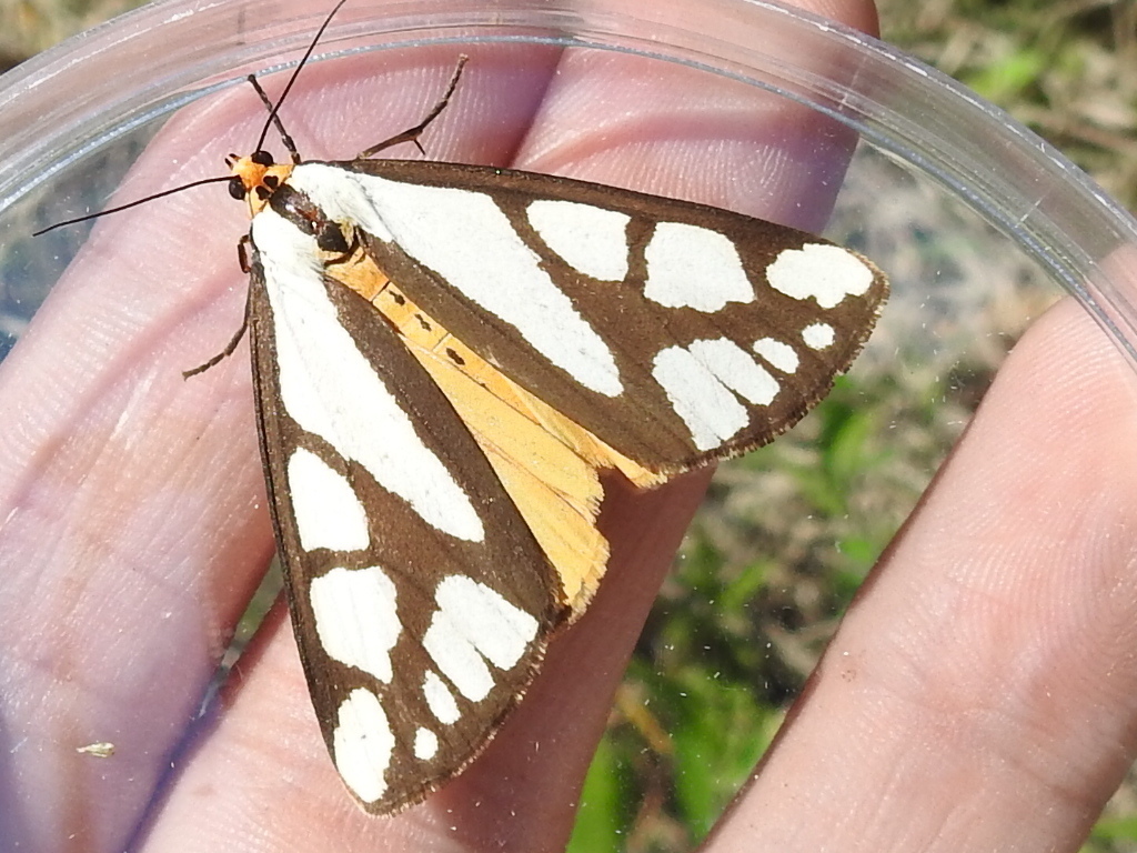 Colona Moth