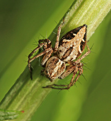 Oxyopes licenti