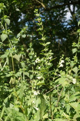 Scutellaria albida