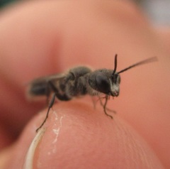 Pemphredonina