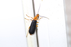Podabrus fayi
