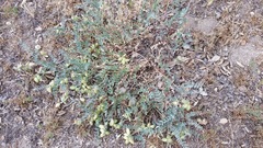 Astragalus douglasii parishii