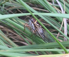 Diceroprocta viridifascia