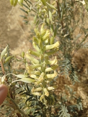 Astragalus asymmetricus